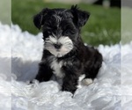 Small #4 Morkie