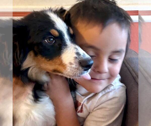 Medium Photo #7 Australian Shepherd Puppy For Sale in San Juan Capistrano, CA, USA