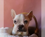 Small Photo #1 French Bulldog Puppy For Sale in Claremore, OK, USA