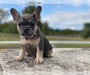 French Bulldog Puppy for sale in BROOKLYN, NY, USA