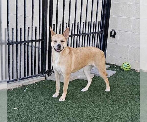 Medium Photo #28 Akita-Unknown Mix Puppy For Sale in Rockwall, TX, USA