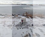 Small #1 Great Pyrenees