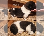 Small Photo #2 Akita Puppy For Sale in STRAFFORD, MO, USA