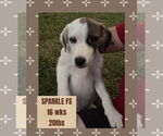Small Great Pyrenees Mix