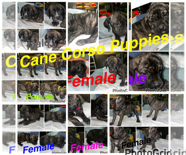 Medium Photo #1 Cane Corso-Presa Canario Mix Puppy For Sale in BALTIMORE, MD, USA