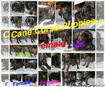 Small Cane Corso-Presa Canario Mix