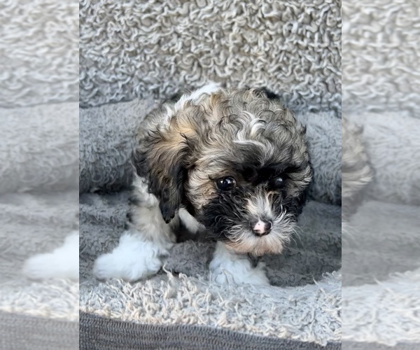 Medium Photo #49 Zuchon Puppy For Sale in RENO, NV, USA