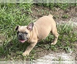 Small #2 French Bulldog