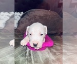 Puppy Green  puppy Dogo Argentino