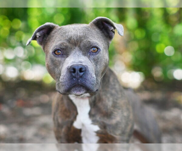 Medium Photo #1 American Staffordshire Terrier-Unknown Mix Puppy For Sale in Tavares, FL, USA
