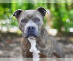 ROLO - Male American Staffordshire Terrier-Unknown Mix Dog for Adoption - Small photo