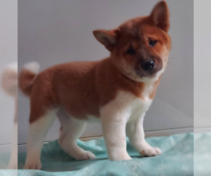 Medium Shiba Inu