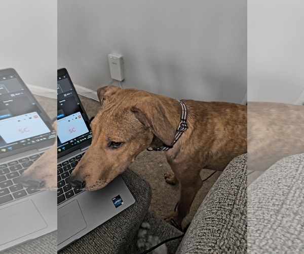 Medium Photo #14 American Staffordshire Terrier-Unknown Mix Puppy For Sale in Holly Springs, NC, USA