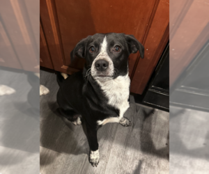 Dean - Male Pointer-Unknown Mix Dog for Adoption - Photo #2