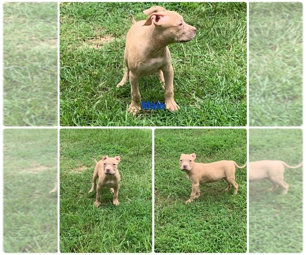 Medium Photo #6 American Pit Bull Terrier Puppy For Sale in DEARING, GA, USA