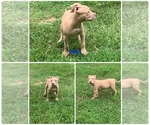 Small Photo #6 American Pit Bull Terrier Puppy For Sale in DEARING, GA, USA
