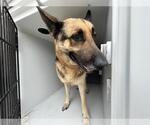 Small German Shepherd Dog