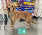 Small #1 Retriever  Mix