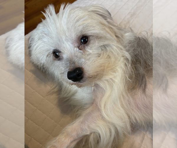 Medium Photo #5 Mutt Puppy For Sale in Brooklyn, NY, USA