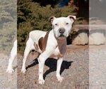 Small Photo #4 American Staffordshire Terrier Puppy For Sale in Albuquerque, NM, USA