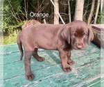 Small #2 Labrador Retriever