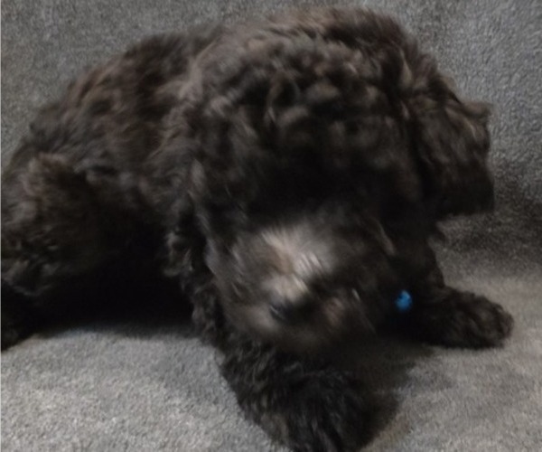 Medium Photo #9 Whoodle (Miniature) Puppy For Sale in KATY, TX, USA