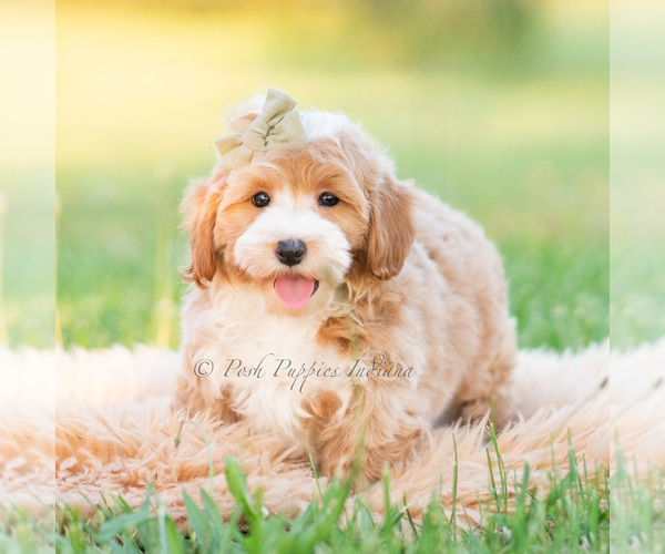 Medium Photo #2 Poodle (Miniature) Puppy For Sale in WARSAW, IN, USA