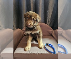German Shepherd Dog Puppy for sale in LUBBOCK, TX, USA