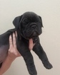 Small Photo #7 Olde English Bulldogge Puppy For Sale in CRESTVIEW, FL, USA