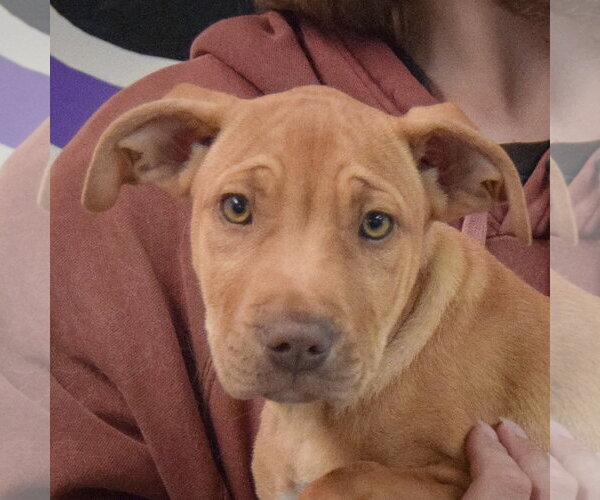 Medium Photo #6 American Staffordshire Terrier-Vizsla Mix Puppy For Sale in Huntley, IL, USA