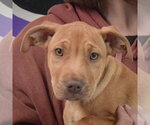Small #5 American Staffordshire Terrier-Vizsla Mix