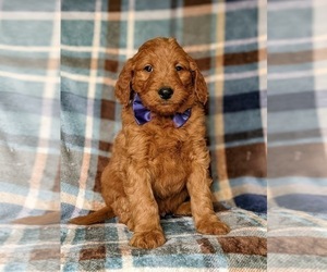 Goldendoodle Puppy for sale in CHRISTIANA, PA, USA