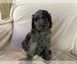 Poodle (Standard) Puppy for sale in CHIPLEY, FL, USA