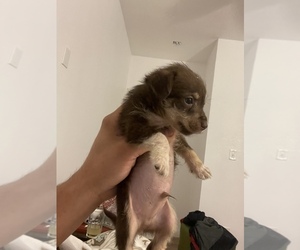 Chihuahua-Maltipoo Mix Dog for Adoption in AUSTIN, Texas USA