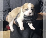 Small Photo #4 Central Asian Shepherd Dog Puppy For Sale in PICO RIVERA, CA, USA