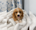 Small #22 Cavapoo (Miniature)