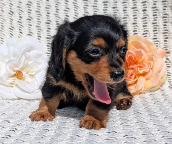 Medium Photo #4 Dachshund Puppy For Sale in GOSHEN, IN, USA