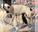 Small #1 Chihuahua