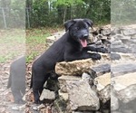 Small #3 Belgian Malinois