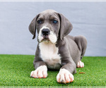 Small Photo #116 Great Dane Puppy For Sale in WAKARUSA, IN, USA
