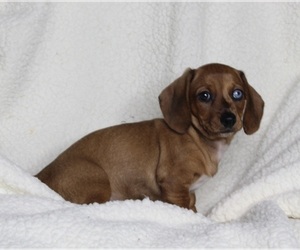 Dachshund Puppy for sale in FREDERICKSBURG, OH, USA