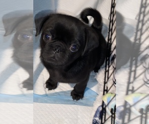 Pug Puppy for sale in RIVERSIDE, CA, USA