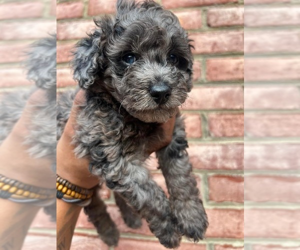 Medium Photo #2 Poodle (Toy) Puppy For Sale in ROCK HILL, SC, USA