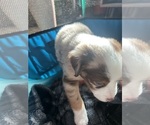 Small #3 Australian Shepherd