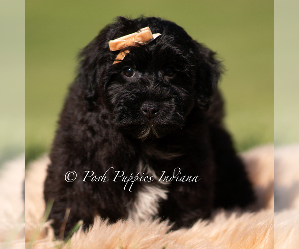 Medium Photo #4 Yorkipoo Puppy For Sale in WARSAW, IN, USA