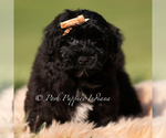 Small #3 Yorkipoo