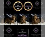 Small Photo #2 Dachshund Puppy For Sale in WARSAW, IN, USA