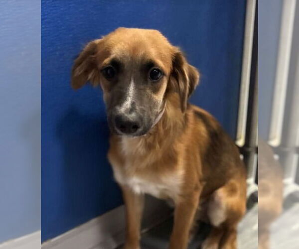 Medium Photo #3 Beago Puppy For Sale in Lakewood, CO, USA