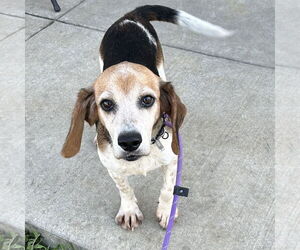 Beagle Dogs for adoption in Batavia, OH, USA