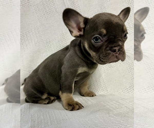 Medium Photo #1 French Bulldog Puppy For Sale in NAPLES, FL, USA